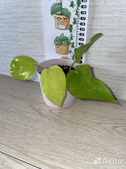 Сциндапсус эпипремнум