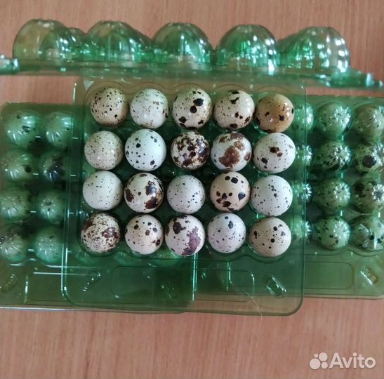 Яйцо перепелиное домашнее