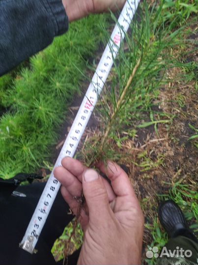 Сеянцы сосны обыкновенной