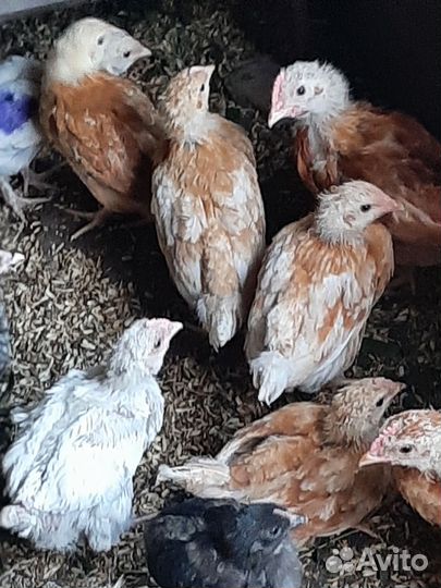 Петух брама