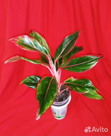 Аглаонема три сорта