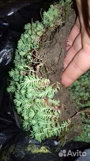 Очиток (почвопокрывное растение)