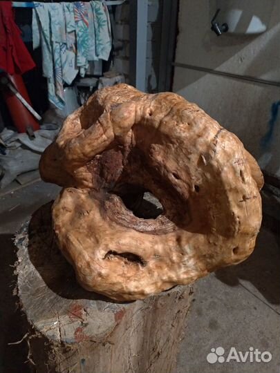 Кап Сувель березовый