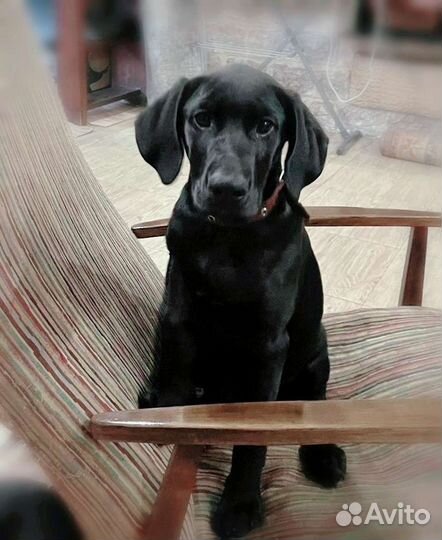 Щенок курцхаара в добрые руки