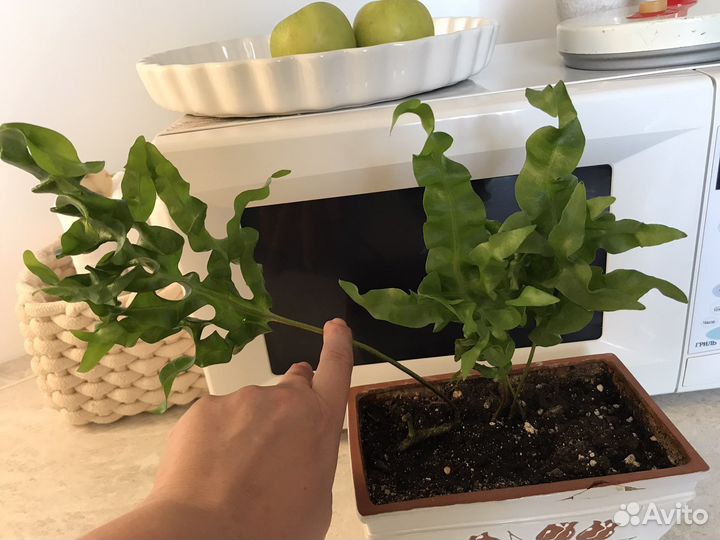 Папоротник Microsorum 'Green Wave'