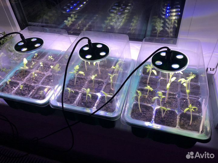 Лоток для рассады