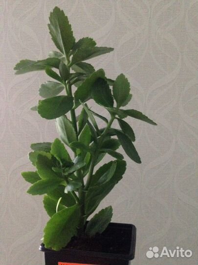 Каланхоэ, суккуленты