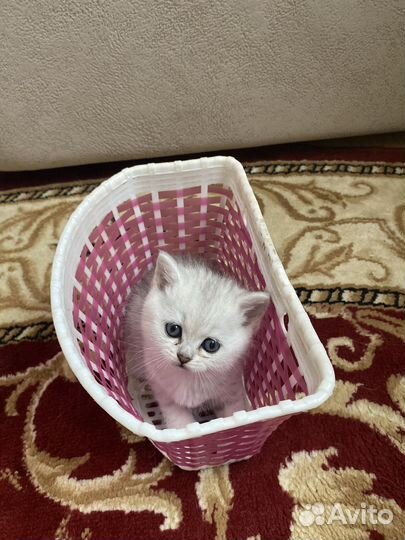 Британская серебристая шиншилла