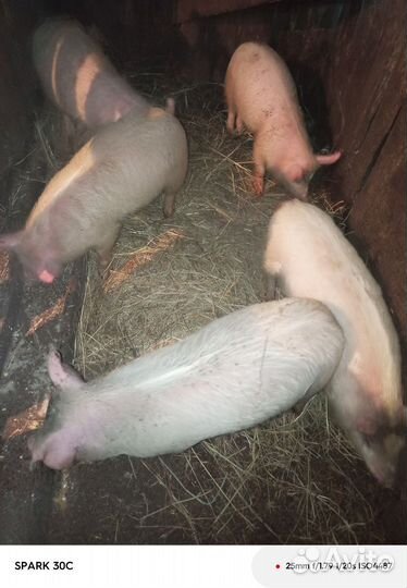 Поросенок ландрас