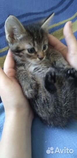 Отдам котенка мальчика 1 месяц