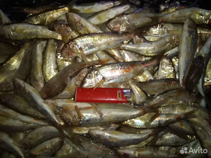 Черноморская барабуля