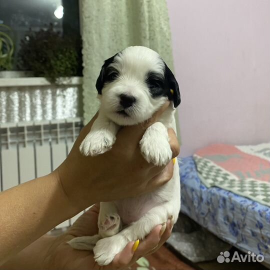 Кавамальт