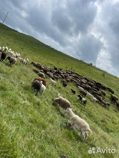 Овцы арашан