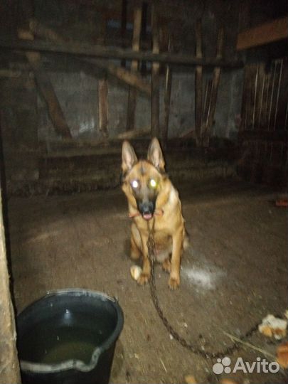 Собака немецкая овчарка бесплатно