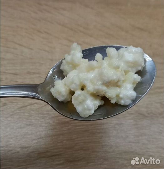 Молочный кефирный гриб