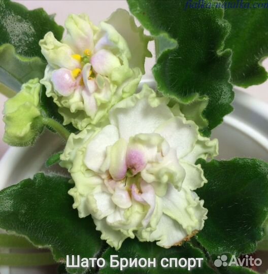 Фиалки цветущие