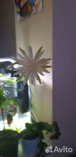 Питахайя (драконий фрукт)