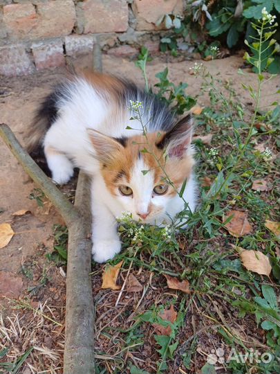 Кошки