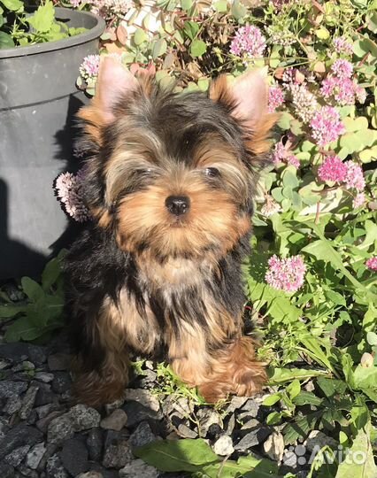 Щенки йоркширского терьера РКФ