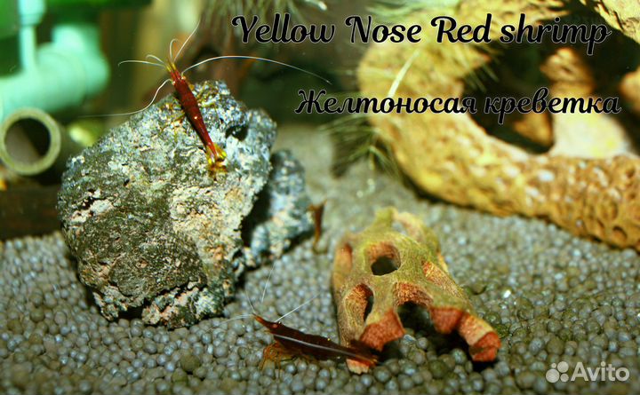 Аквариумные креветки / Aquarium shrimp