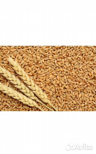 Овёс с горохом, пшеница