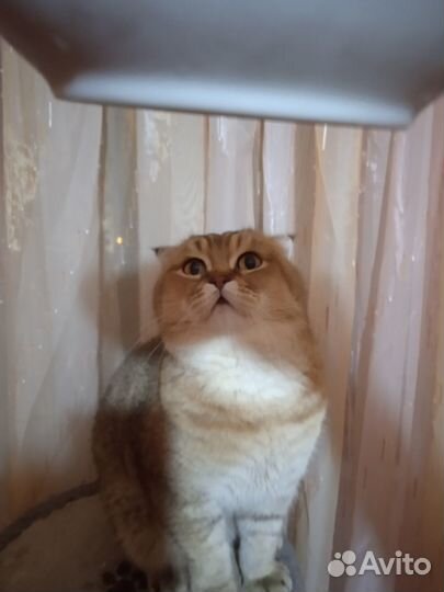 Драгоценное золото