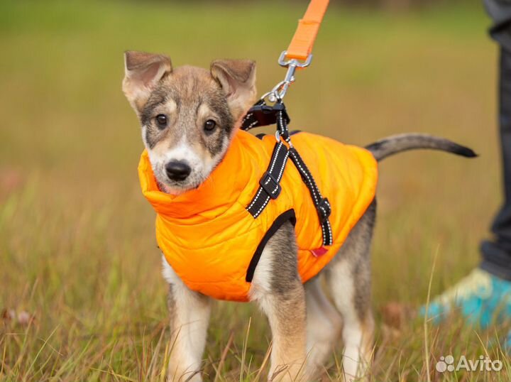 Спокойный и ласковый Фил ищет самый лучший дом