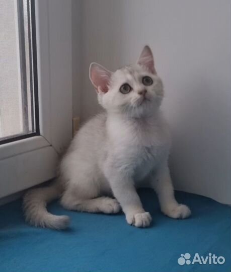 Серебристая шиншилла мальчик