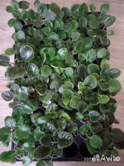 Фиалки детки