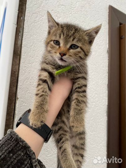 Котёнок