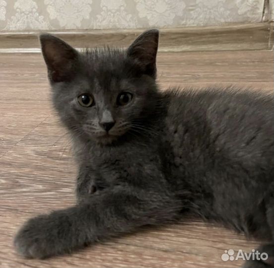 Котенок 2 месяца