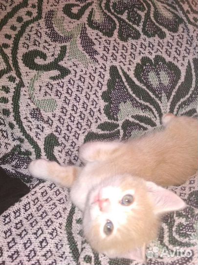 Кошка в дар бесплатно