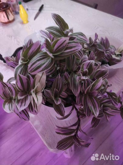 Традесканция триколлор