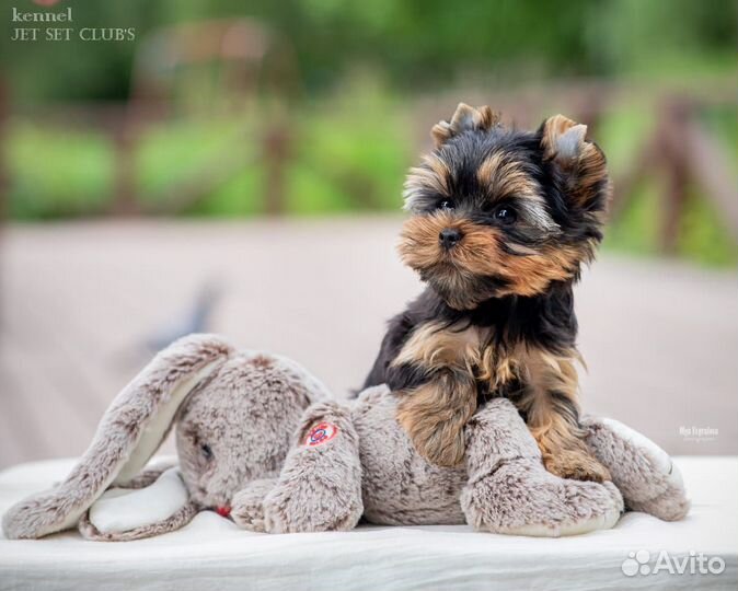 Девочка настоящего йоркширского терьера