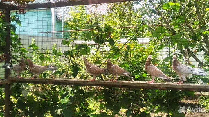 Бакинские бойные голуби