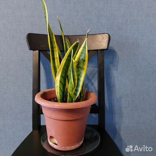 Сансивьера