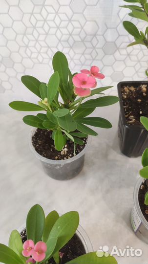 Комнатное растение цветущее молочай Миля