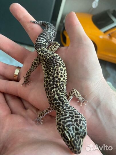 Эублефары с террариумом