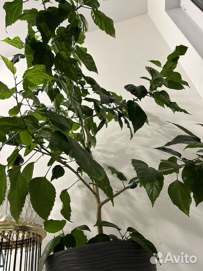 Китайская роза (гибискус)