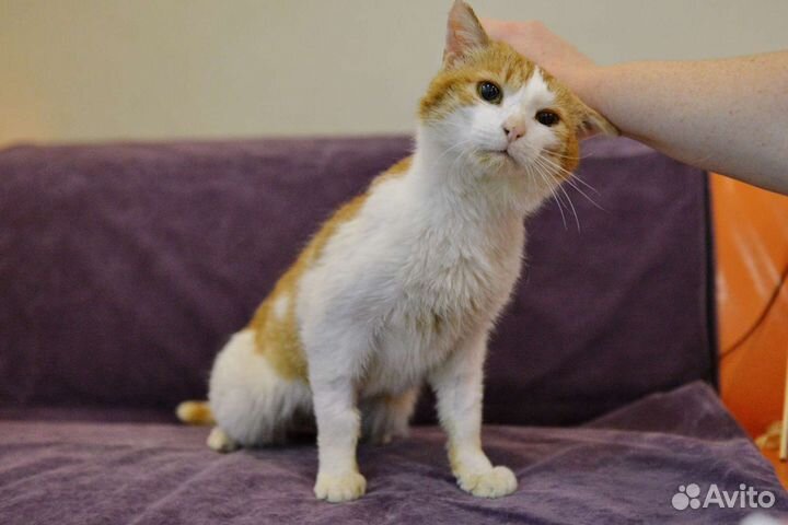 Рыжий кот в дар