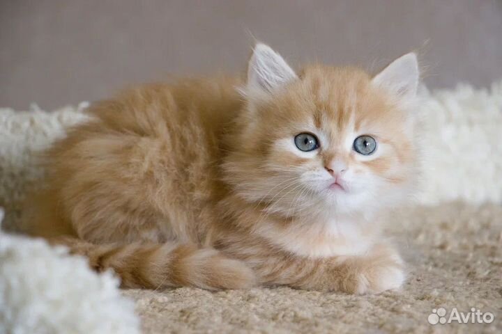 Красные сибирячки