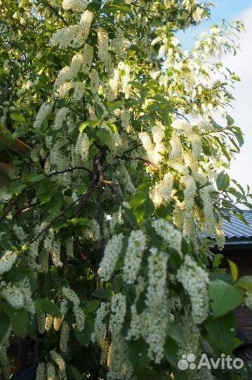 Черемуха виргинская, Айва яп., Лимонник Китайск