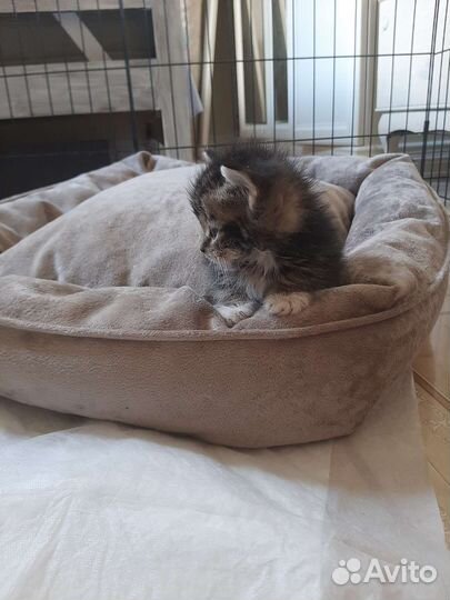 Котята 1,5мес с доставкой