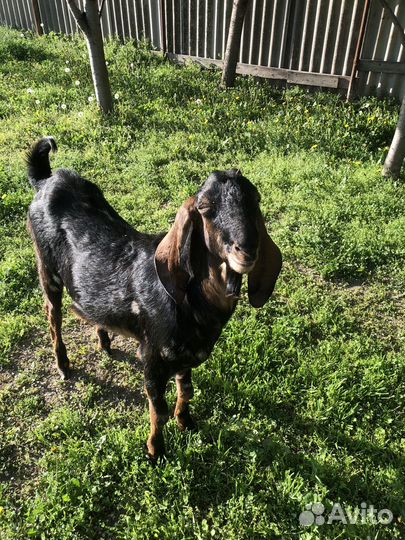 Козы бараны