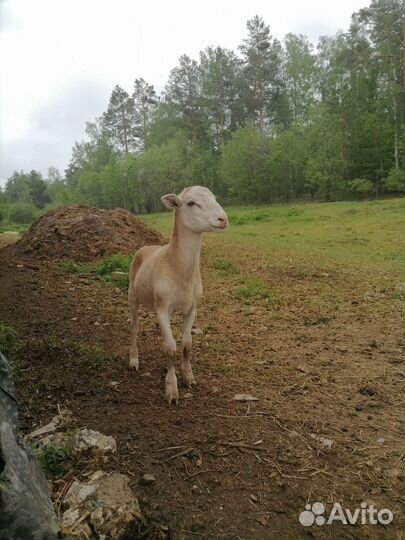 Катумский баранчик