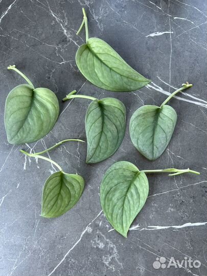 Сциндапсус sp