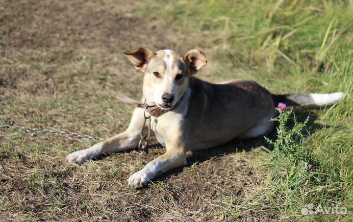 Собака в добрые руки