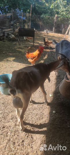 Молодая дойная коза