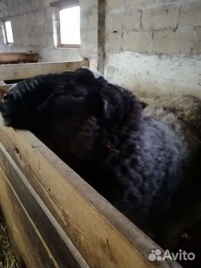 Овцы бараны дорпер тексель