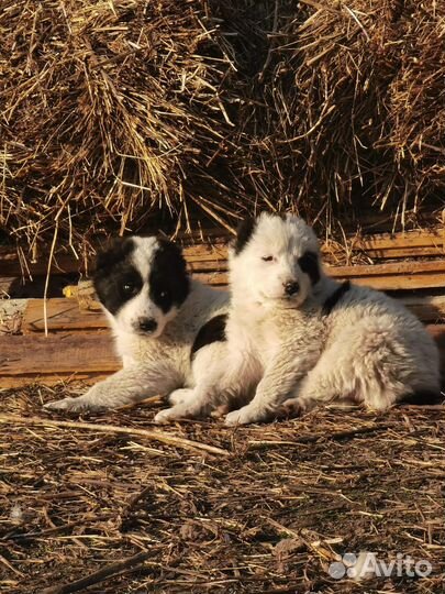 Щенки азиаты